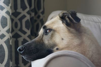 Close-up of dog