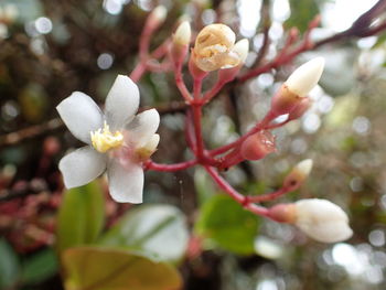 Close-up of cherry blossom on tree