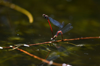 Close-up of insect on wet plant