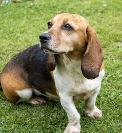 View of dog on grass