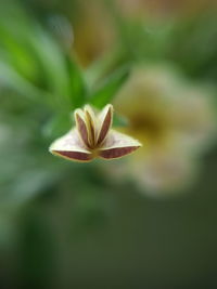 Close-up of flowering plant