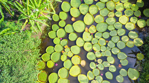 High angle view of leaves floating on water