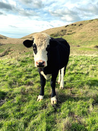 New zealand cow on turf