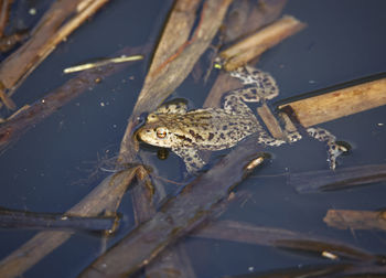 Close-up of frog