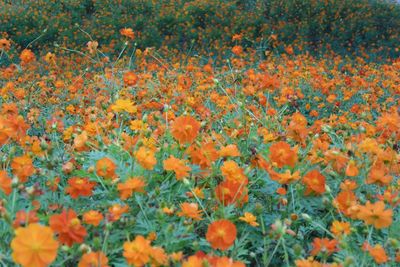 Close-up of orange flowering plants on field
