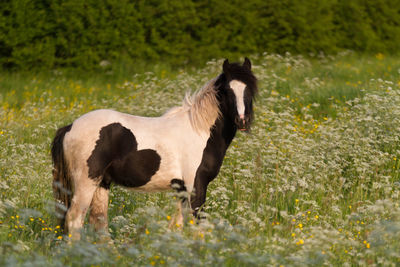 Horse standing in a field