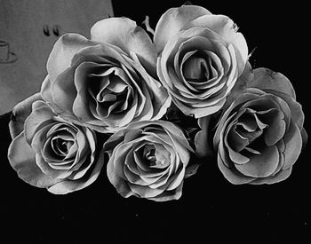 Close-up of roses against black background