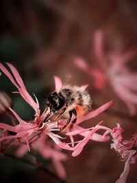 Close-up of bee pollinating on pink flower