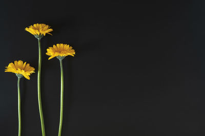 Close-up of yellow flowering plant against black background