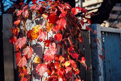 Close-up of maple tree during autumn