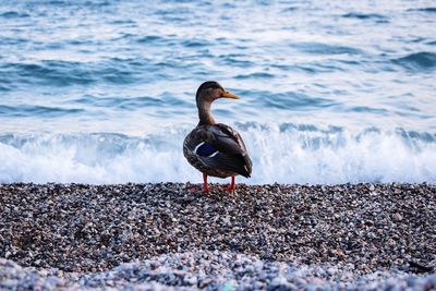 Seagull perching on a beach