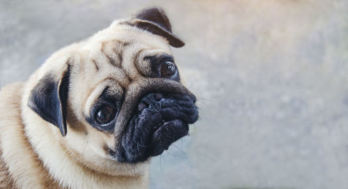 Close-up portrait of a dog