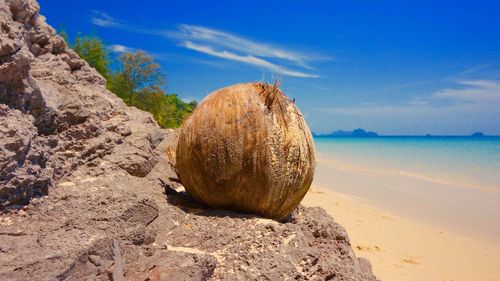 Shells on sand at beach against sky