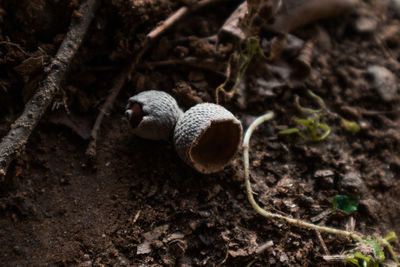 High angle view of mushrooms on field