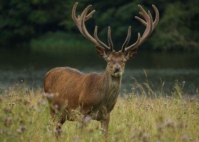 Stag standing on grassy field by lake