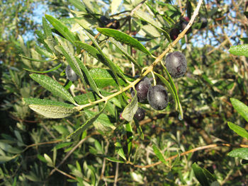 Close-up of fruits growing on tree