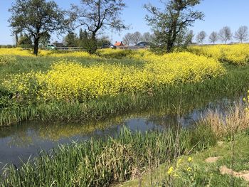 Scenic view of yellow flower field