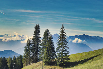 Trees on landscape against sky