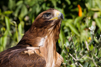 Close-up of a bird looking away