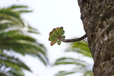 Close-up of green leaf on tree trunk