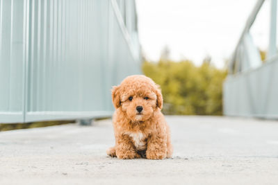 Cute brown hairy puppy sitting on footpath