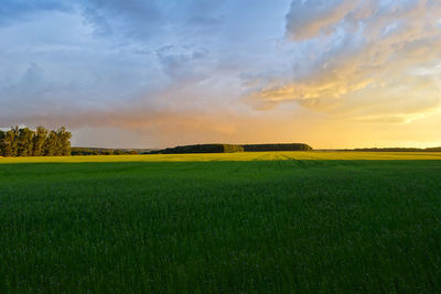 Scenic view of field against sky during sunset