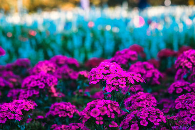 Close-up of purple flowering plants on field