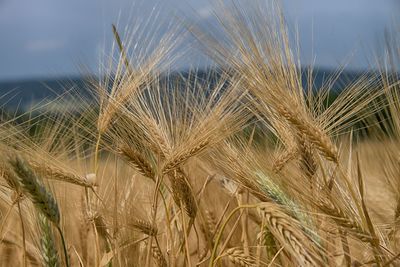 Close-up of wheat growing on field against sky