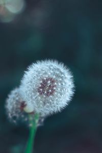 Close-up of dandelion against blurred background