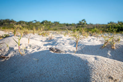 View of an animal on land