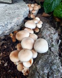 High angle view of mushrooms growing on rock