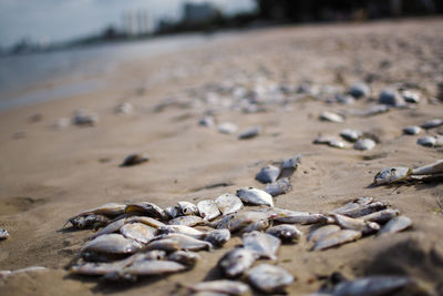 Close-up of shells on sand at beach