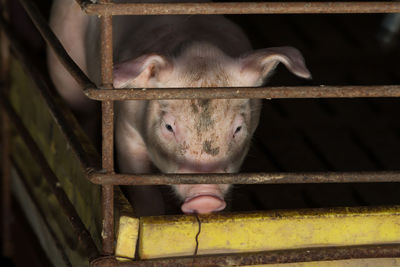 Pig on livestock farms.