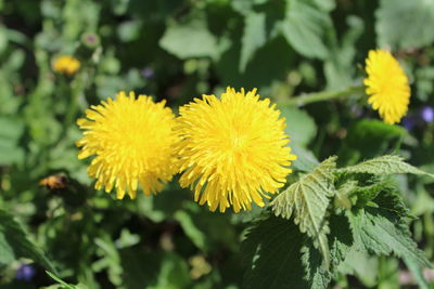 Close-up of yellow flowering plant