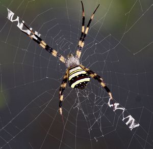 Close-up of spider on web