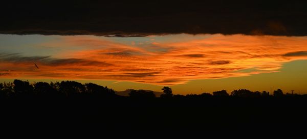 Silhouette of trees at sunset