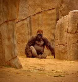 Gorilla relaxing on field