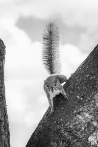 Low angle view of squirrel on tree trunk against sky