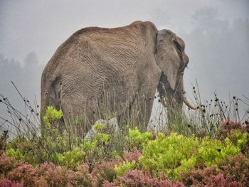 Side view of elephant on field