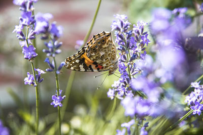 Close-up of butterfly on purple flower