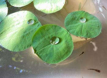 High angle view of lotus water lily in pond