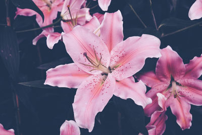 Close-up of pink lily flowers