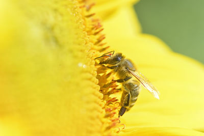 Close-up of bee pollinating on yellow flower sunflower