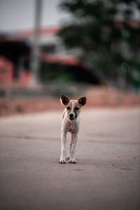 Portrait of puppy on wall