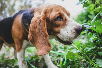 Close-up of dog looking away