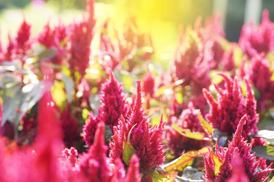 Close-up of pink flowering plant