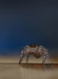 Close-up of spider