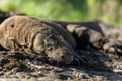 Close-up of komodo dragon in its natural habitat in komodo island