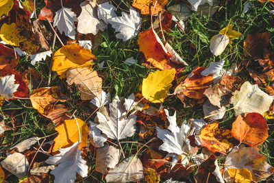 Colorful background of autumn leaves. colorful backround image of fallen autumn leaves, perfect 