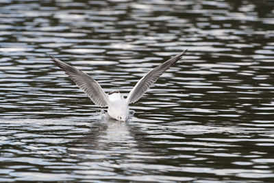 Close-up of bird flying over water